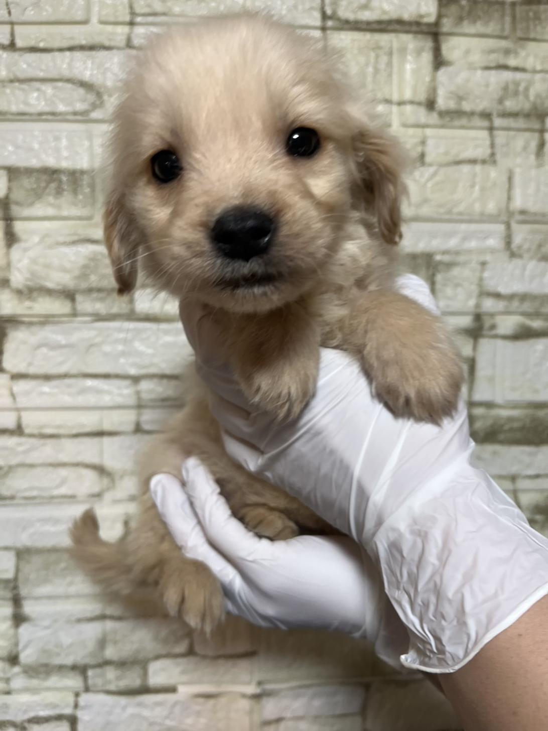 埼玉県のゴールデンレトリバー (ペッツスマイル加須インター店/2025年11月16日生まれ/男の子/ゴールデン)の子犬の3枚目の画像