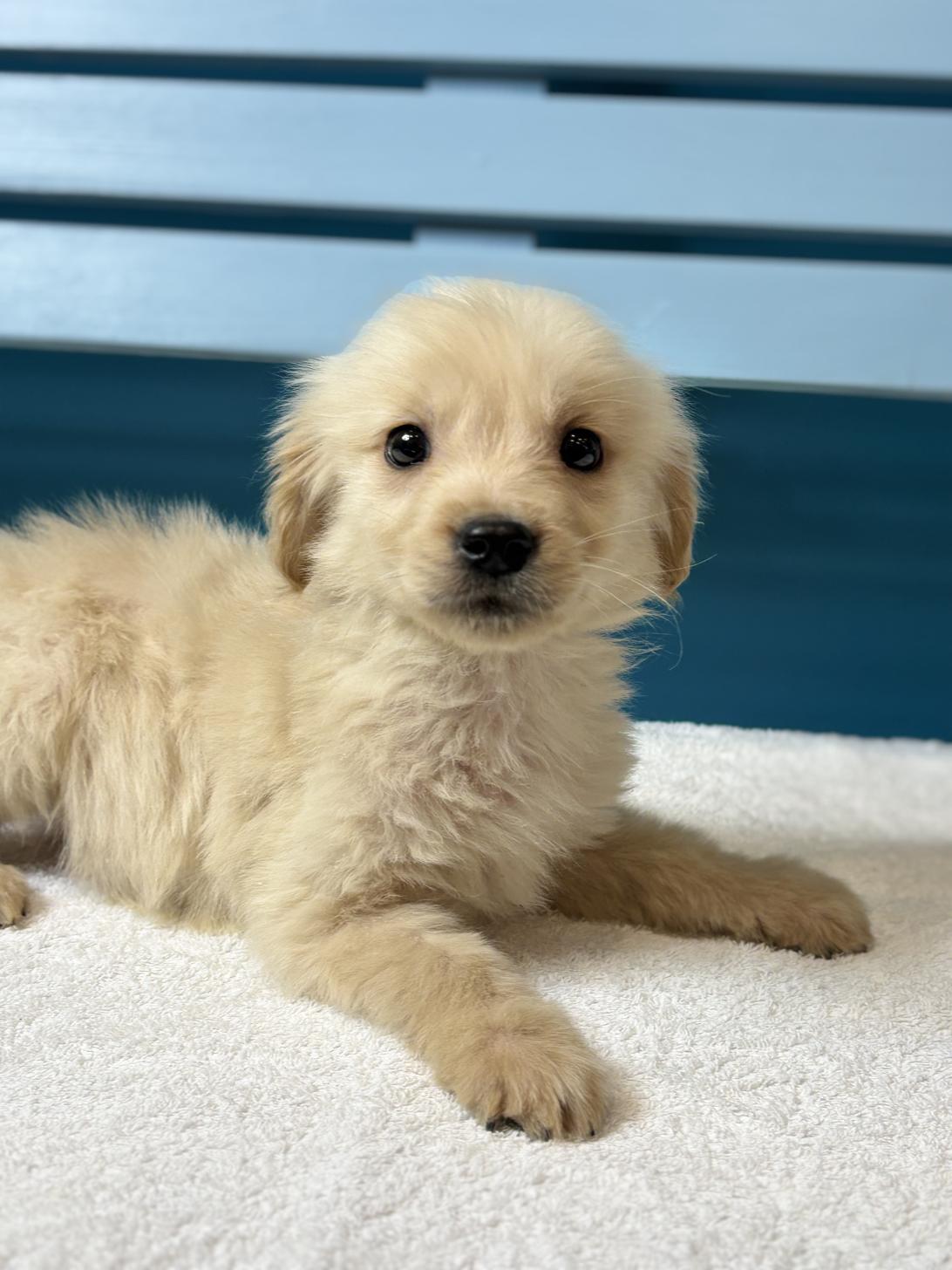 埼玉県のゴールデンレトリバー (ペッツスマイル加須インター店/2025年11月16日生まれ/男の子/ゴールデン)の子犬の3枚目の画像