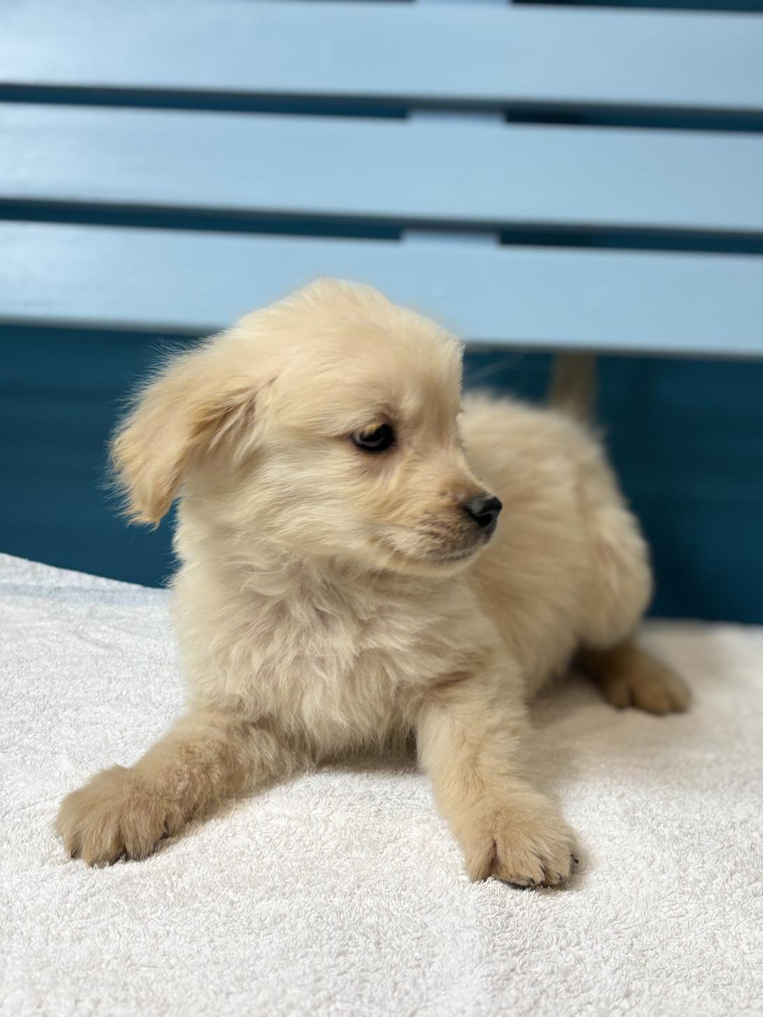 埼玉県のゴールデンレトリバー (ペッツスマイル加須インター店/2025年11月16日生まれ/男の子/ゴールデン)の子犬の4枚目の画像