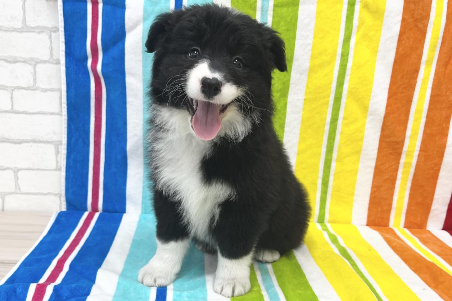 愛知県のボーダーコリー (ハピースペット一宮三条アミーゴ店/2026年1月20日生まれ/女の子/ブラックホワイト)の子犬の1枚目の画像