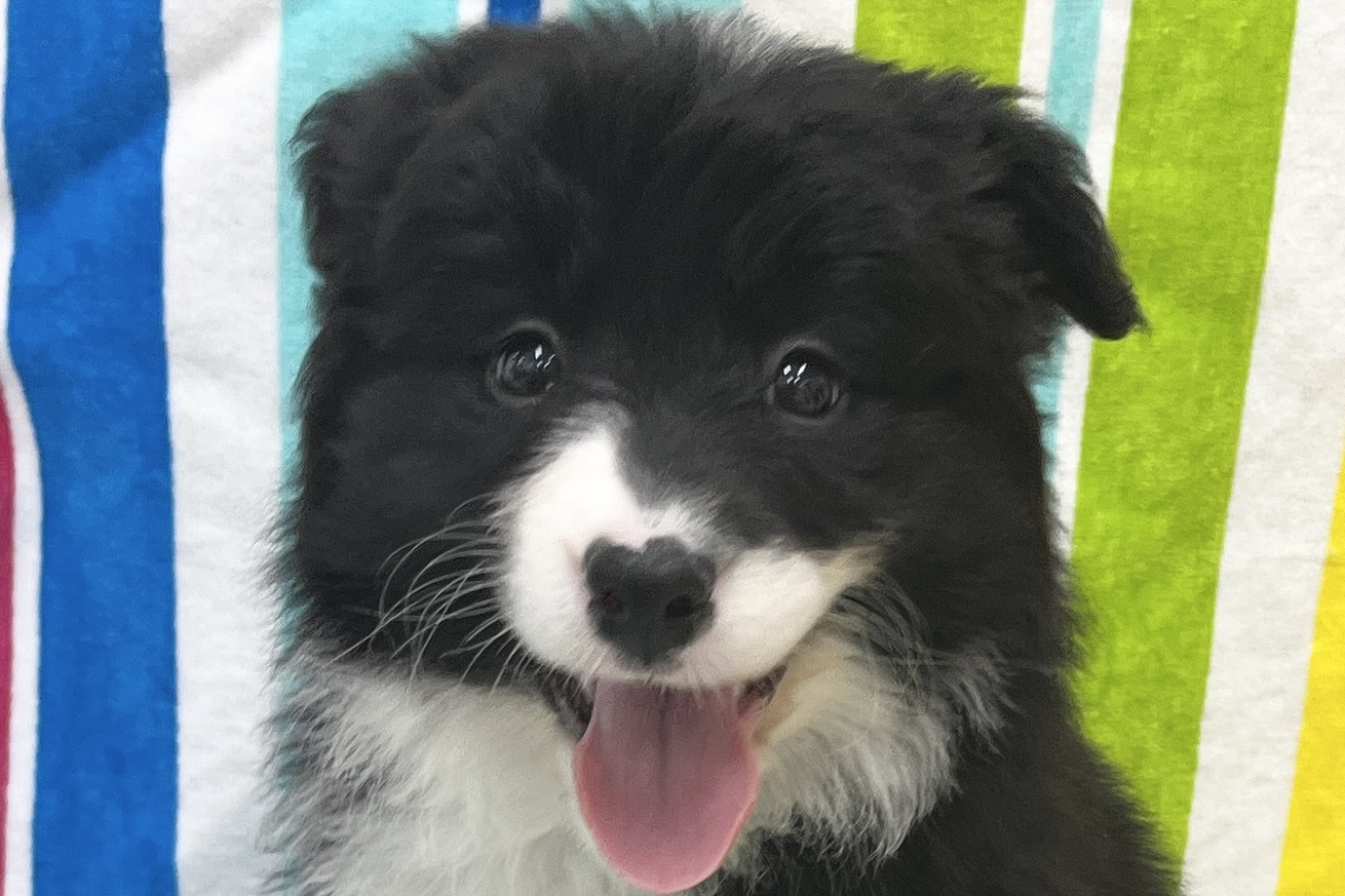 愛知県のボーダーコリー (ハピースペット一宮三条アミーゴ店/2026年1月20日生まれ/女の子/ブラックホワイト)の子犬の2枚目の画像