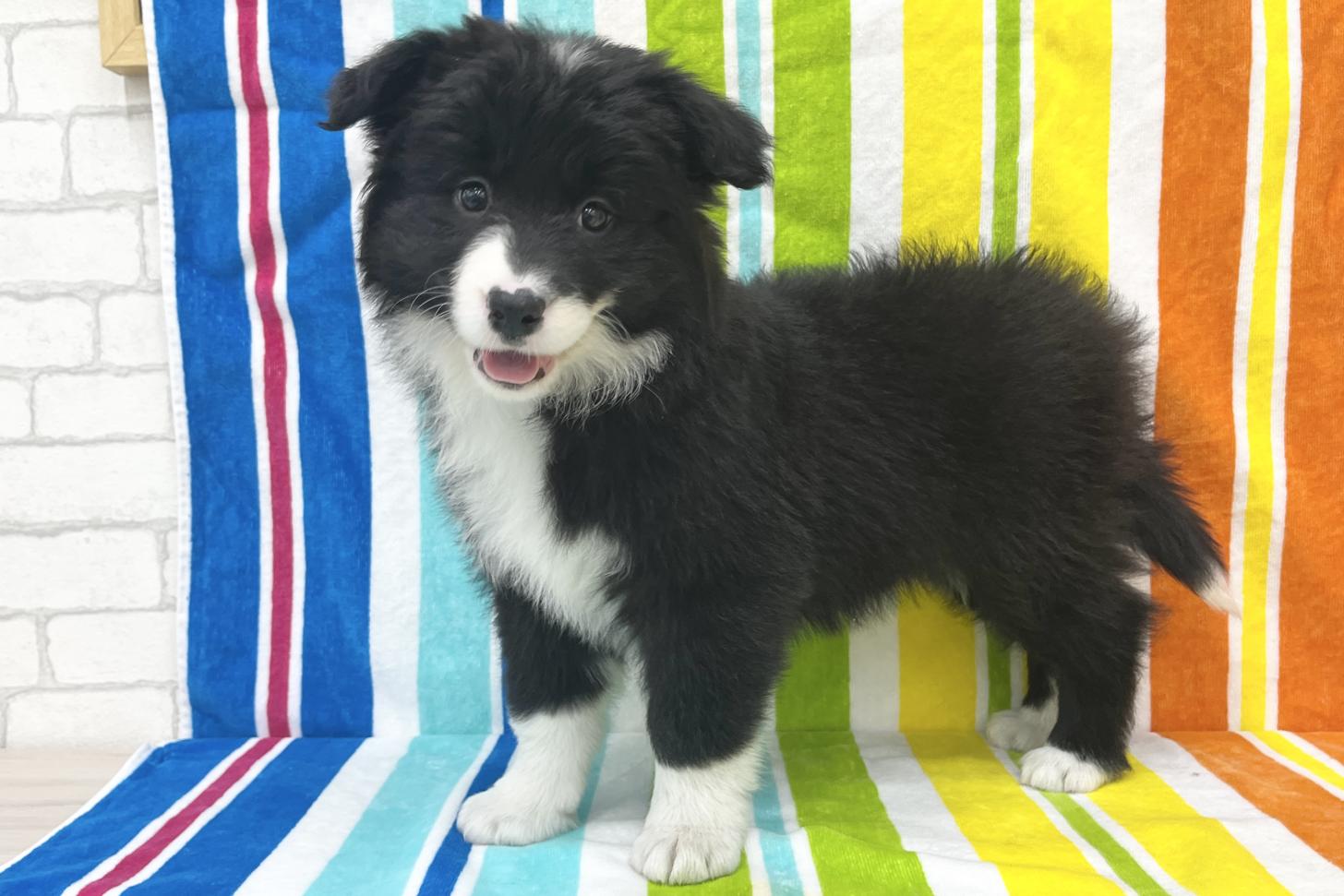 愛知県のボーダーコリー (ハピースペット一宮三条アミーゴ店/2026年1月20日生まれ/女の子/ブラックホワイト)の子犬の3枚目の画像