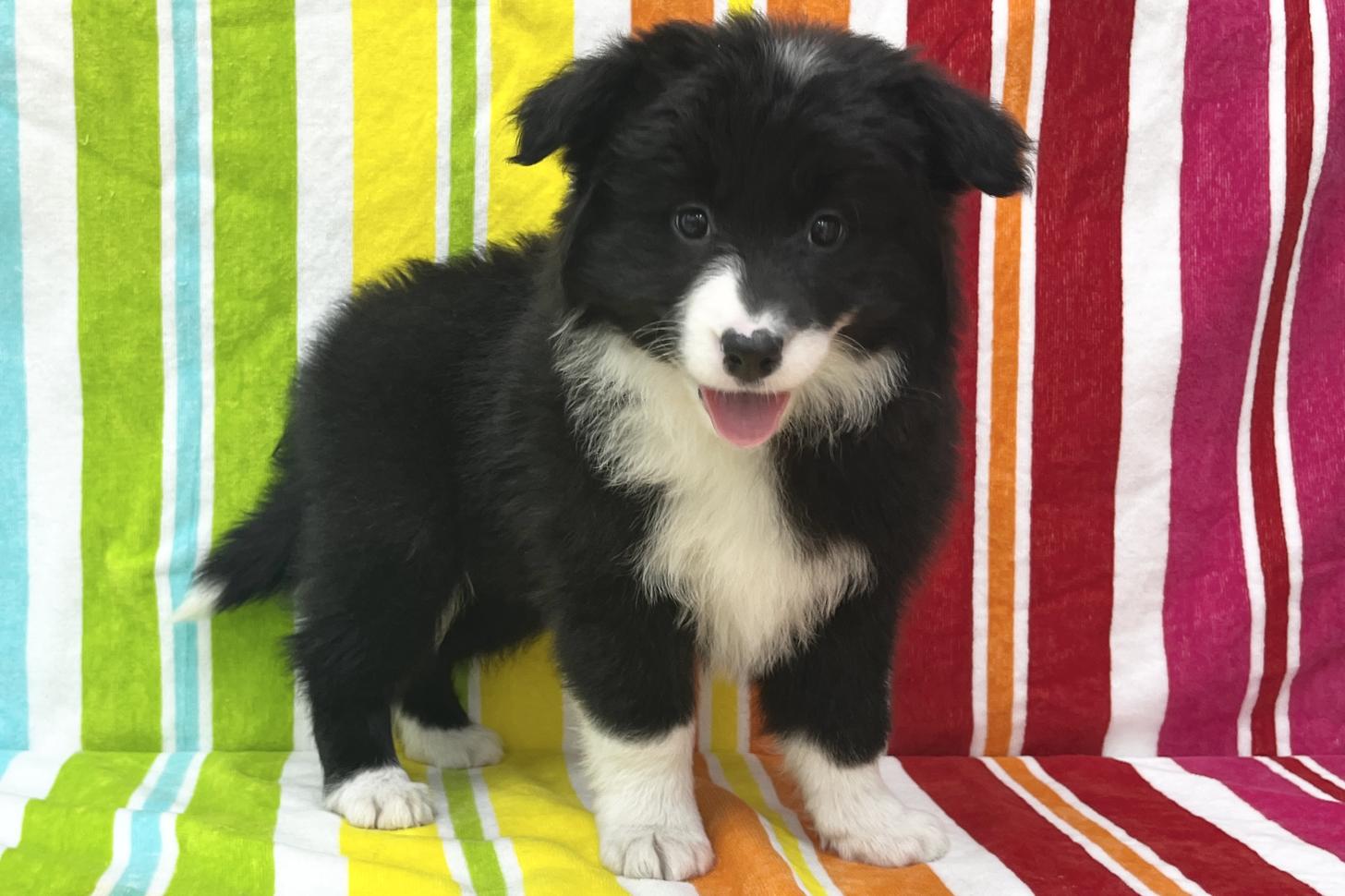 愛知県のボーダーコリー (ハピースペット一宮三条アミーゴ店/2026年1月20日生まれ/女の子/ブラックホワイト)の子犬の4枚目の画像
