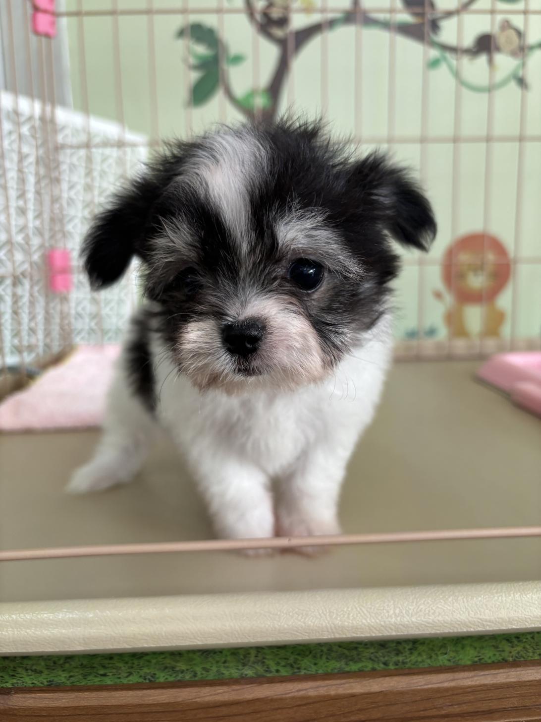 愛知県のチワマル/マルチワ(チワワ×マルチーズ) (子いぬの足あと/2025年9月19日生まれ/男の子/ホワイトブラックタン)の子犬