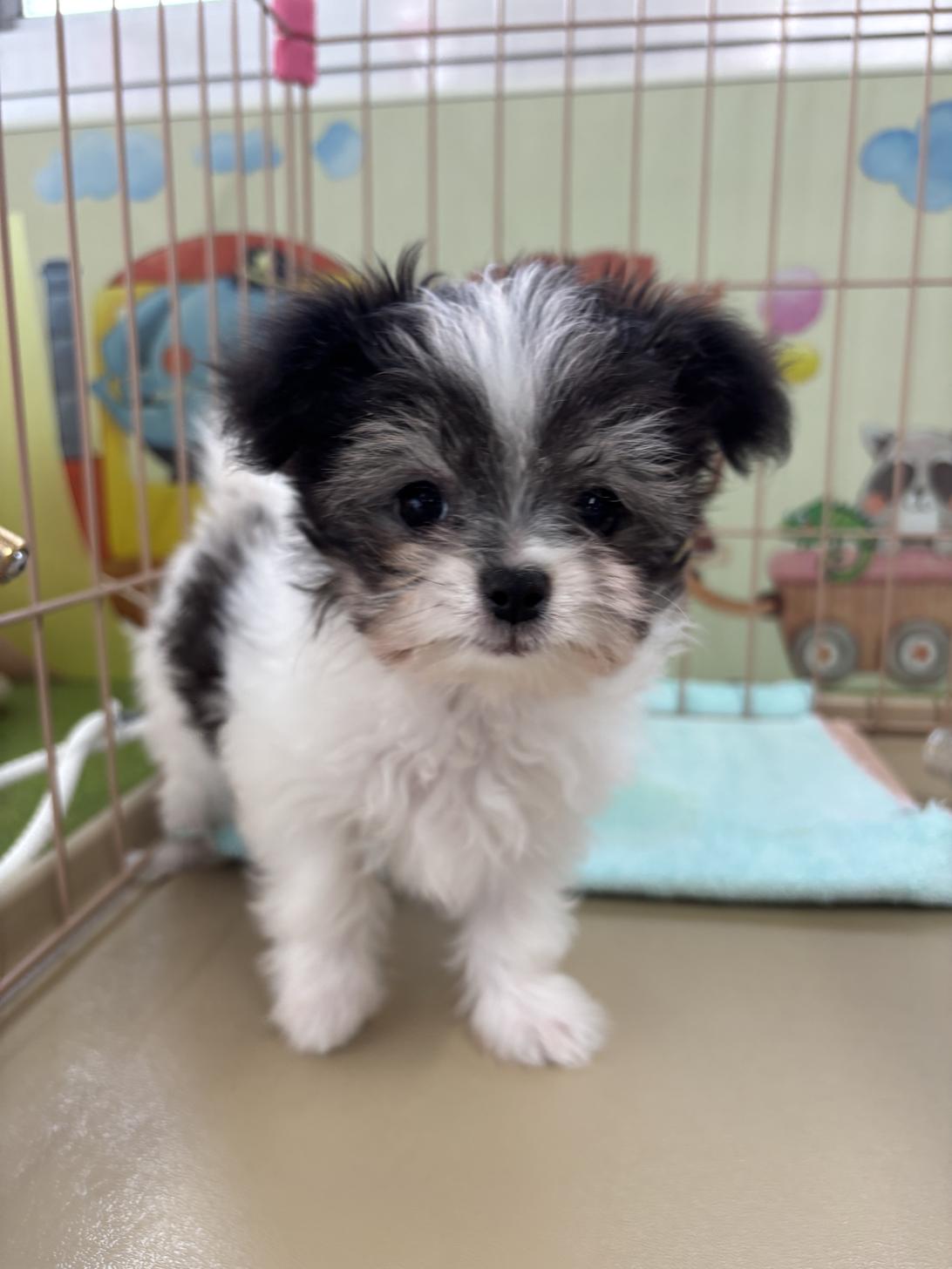 愛知県のチワマル/マルチワ(チワワ×マルチーズ) (子いぬの足あと/2025年9月19日生まれ/男の子/ホワイトブラックタン)の子犬