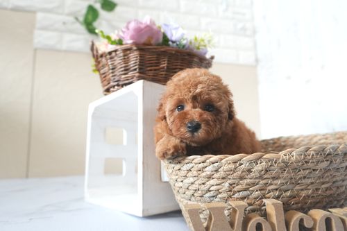 滋賀県のトイプードル(トイ) (いっぷく湖南店/2025年5月29日生まれ/女の子/レッドフォーン)の子犬の1枚目の画像