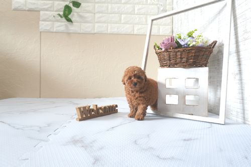滋賀県のトイプードル(トイ) (いっぷく湖南店/2025年5月29日生まれ/女の子/レッドフォーン)の子犬の3枚目の画像
