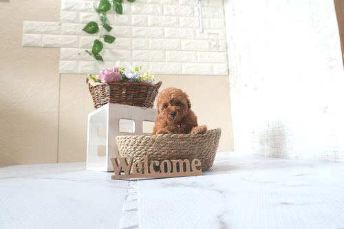 滋賀県のトイプードル(トイ) (いっぷく湖南店/2025年5月29日生まれ/女の子/レッドフォーン)の子犬の4枚目の画像