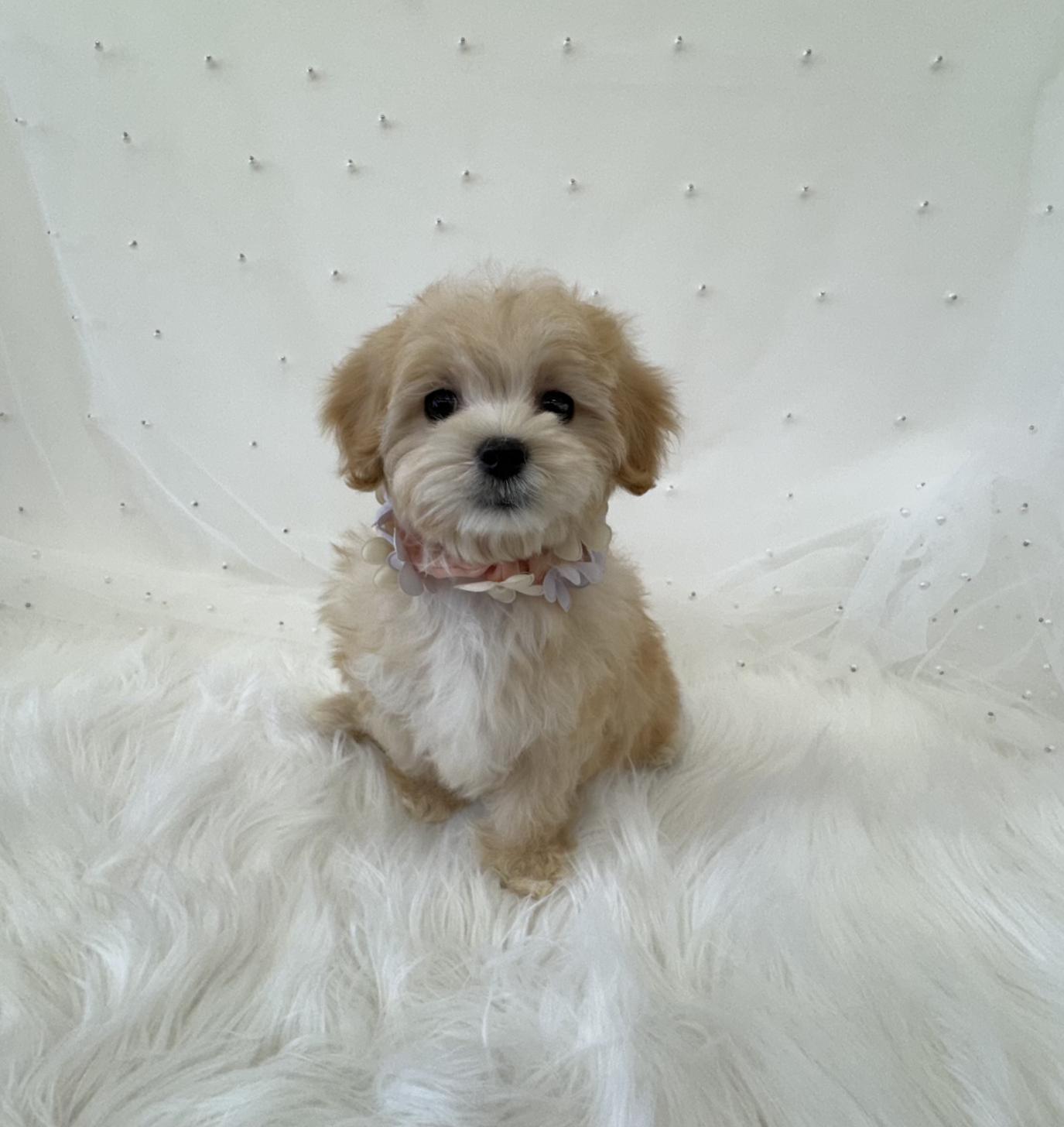 大阪府のマルプー(マルチーズ×プードル) (ぱぴぷぺっと大阪店/2026年1月24日生まれ/女の子/クリーム)の子犬