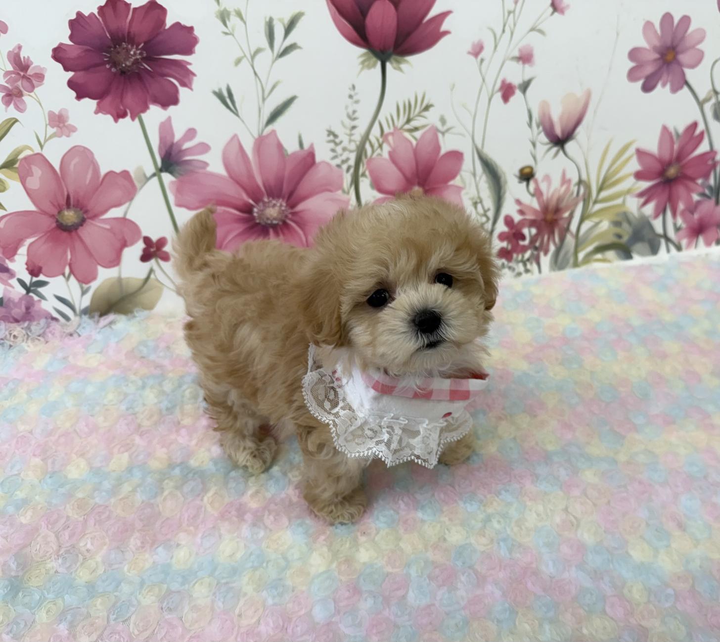 大阪府のマルプー(マルチーズ×プードル) (ぱぴぷぺっと大阪店/2026年1月24日生まれ/女の子/クリーム)の子犬