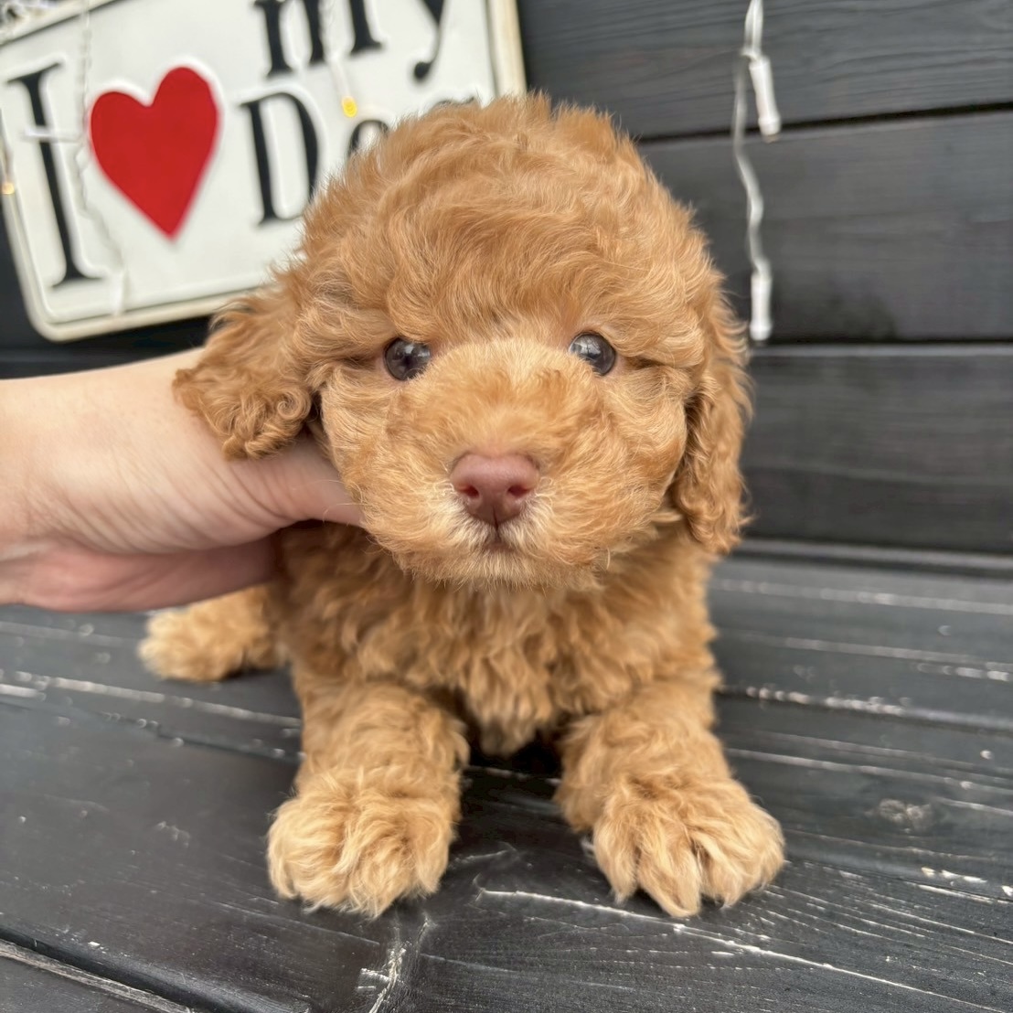 埼玉県のトイプードル(トイ) (ADELE PETS/2025年3月25日生まれ/男の子/ブラウン)の子犬