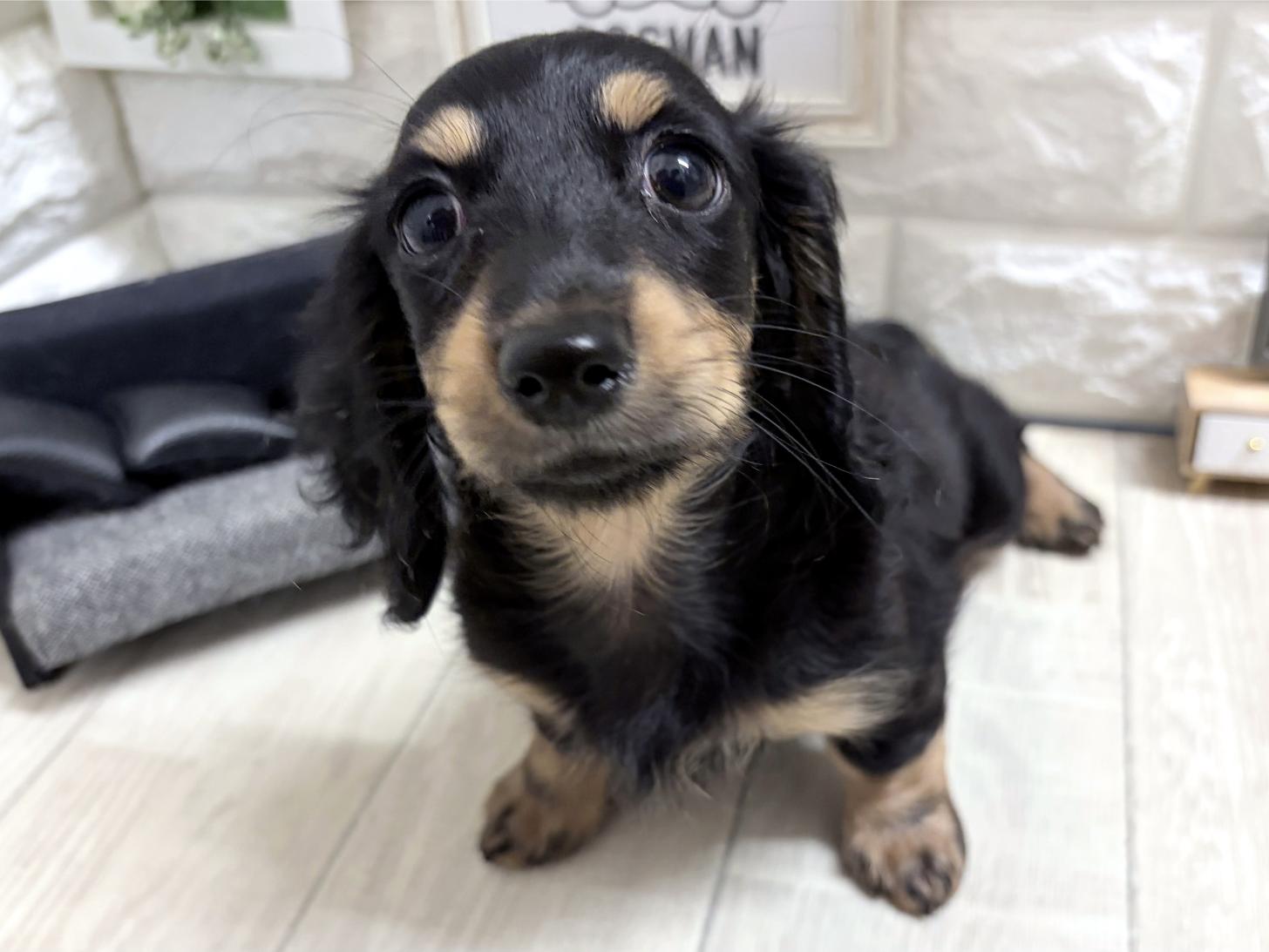 和歌山県のカニンヘンダックスフンド(ロング) (DOGMAN和歌山店/2026年6月22日生まれ/女の子/ブラックタン)の子犬の2枚目の画像