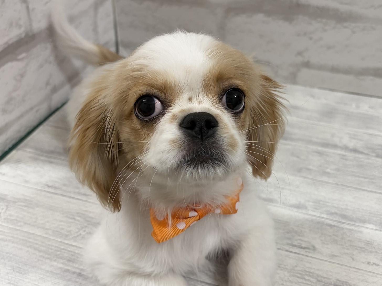 神奈川県のハーフ犬・ミックス犬 (ペットアイランド海老名店/2025年9月10日生まれ/女の子/ホワイトクリーム)の子犬の1枚目の画像