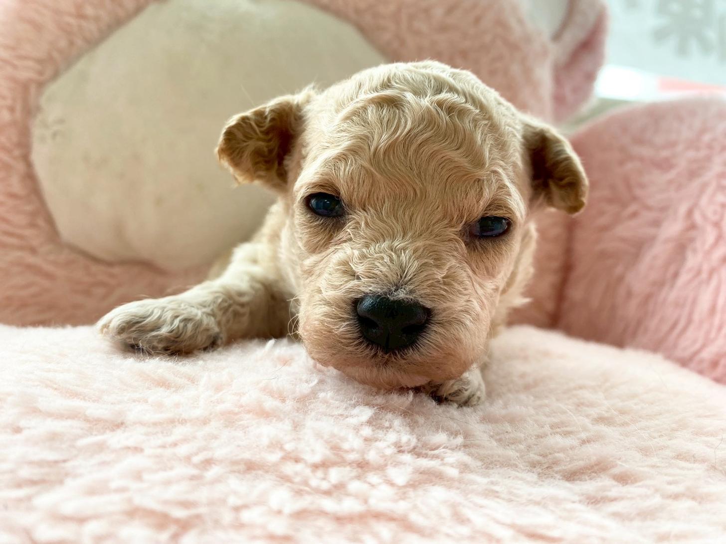 熊本県のビションプー(ビションフリーゼ×プードル) (スタードッグス新熊本店/2026年3月5日生まれ/男の子/アプリコット)の子犬の1枚目の画像