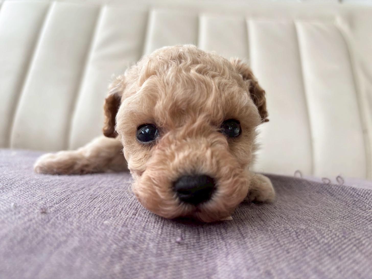 熊本県のビションプー(ビションフリーゼ×プードル) (スタードッグス新熊本店/2026年3月5日生まれ/男の子/アプリコット)の子犬の1枚目の画像