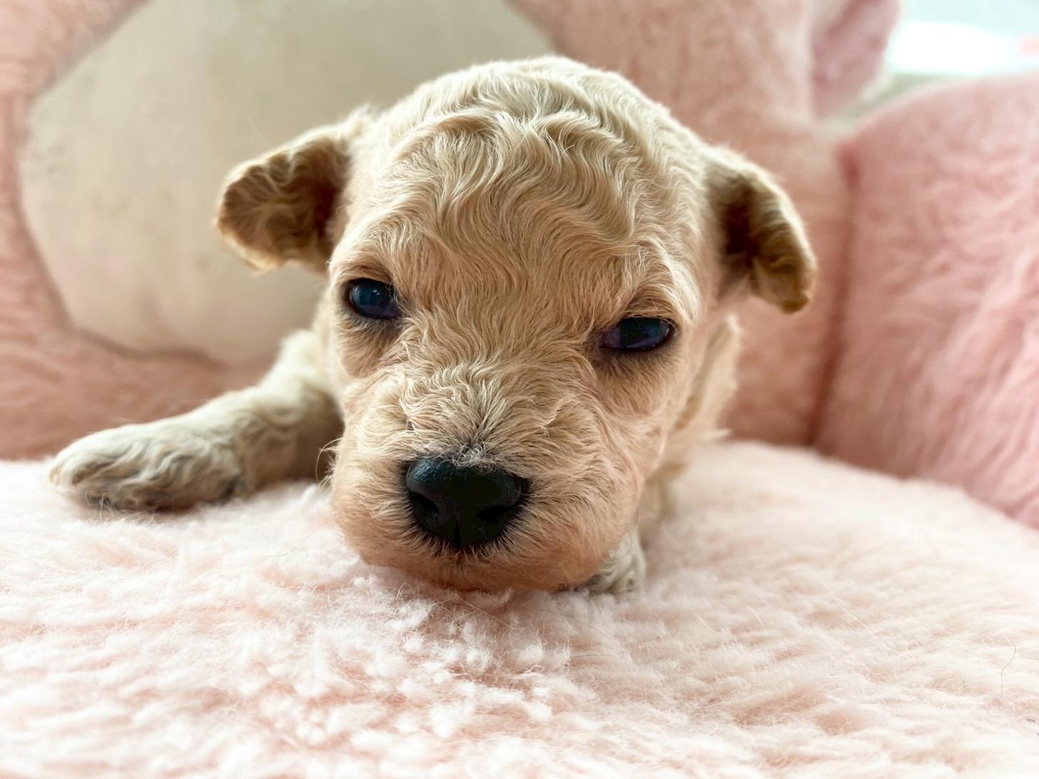 熊本県のビションプー(ビションフリーゼ×プードル) (スタードッグス新熊本店/2026年3月5日生まれ/男の子/アプリコット)の子犬の2枚目の画像