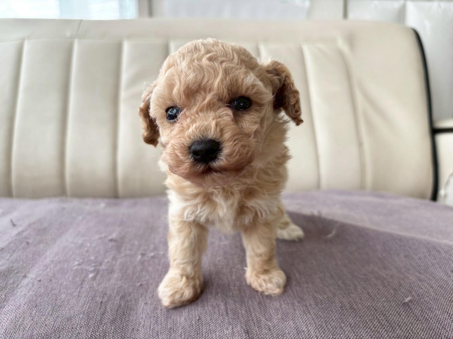 熊本県のビションプー(ビションフリーゼ×プードル) (スタードッグス新熊本店/2026年3月5日生まれ/男の子/アプリコット)の子犬の2枚目の画像