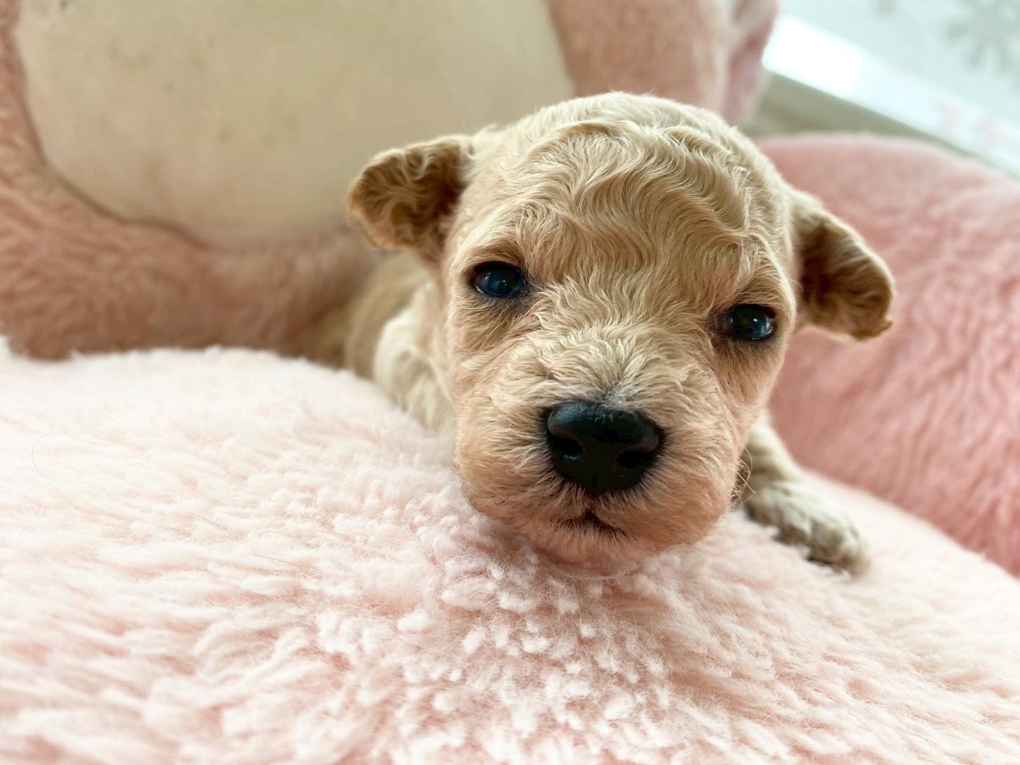 熊本県のビションプー(ビションフリーゼ×プードル) (スタードッグス新熊本店/2026年3月5日生まれ/男の子/アプリコット)の子犬の3枚目の画像