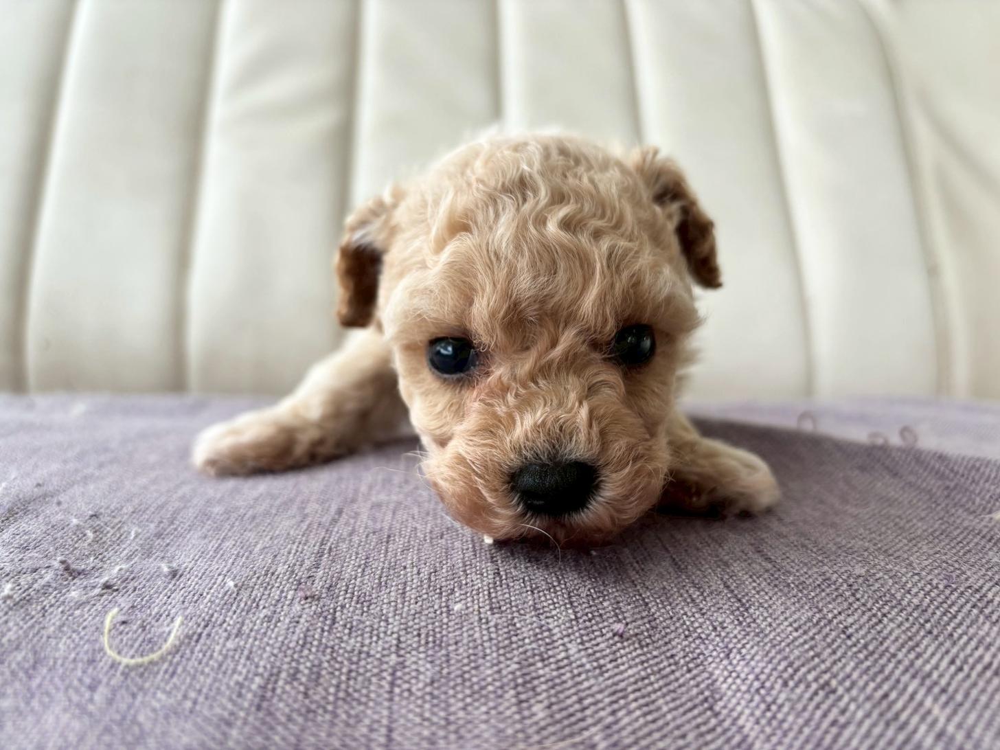 熊本県のビションプー(ビションフリーゼ×プードル) (スタードッグス新熊本店/2026年3月5日生まれ/男の子/アプリコット)の子犬の3枚目の画像