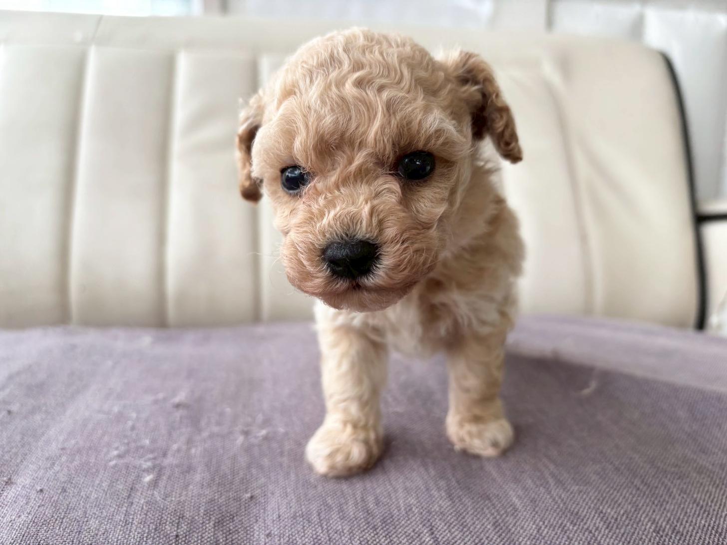 熊本県のビションプー(ビションフリーゼ×プードル) (スタードッグス新熊本店/2026年3月5日生まれ/男の子/アプリコット)の子犬の4枚目の画像