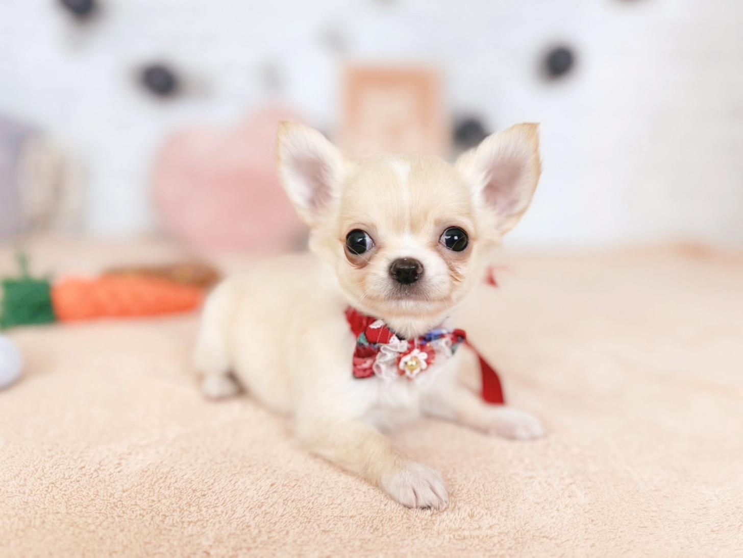 北海道のチワワ(ロング) (ペットショップだんぼ/2025年9月18日生まれ/女の子/クリームホワイト)の子犬