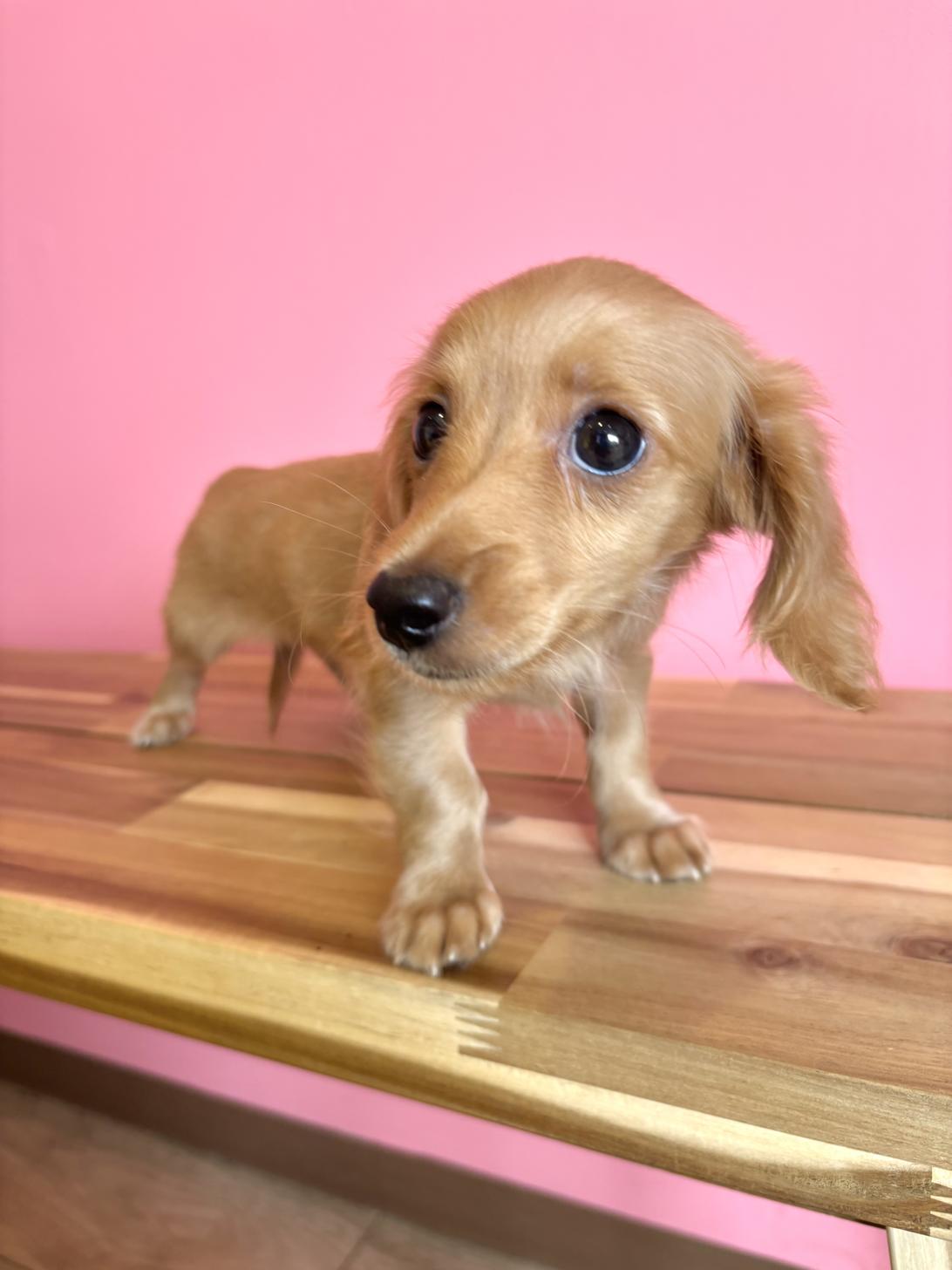 埼玉県のミニチュアダックスフンド(ロング) (ペッツスマイル南中野店/2026年4月27日生まれ/男の子/ゴールド)の子犬の2枚目の画像