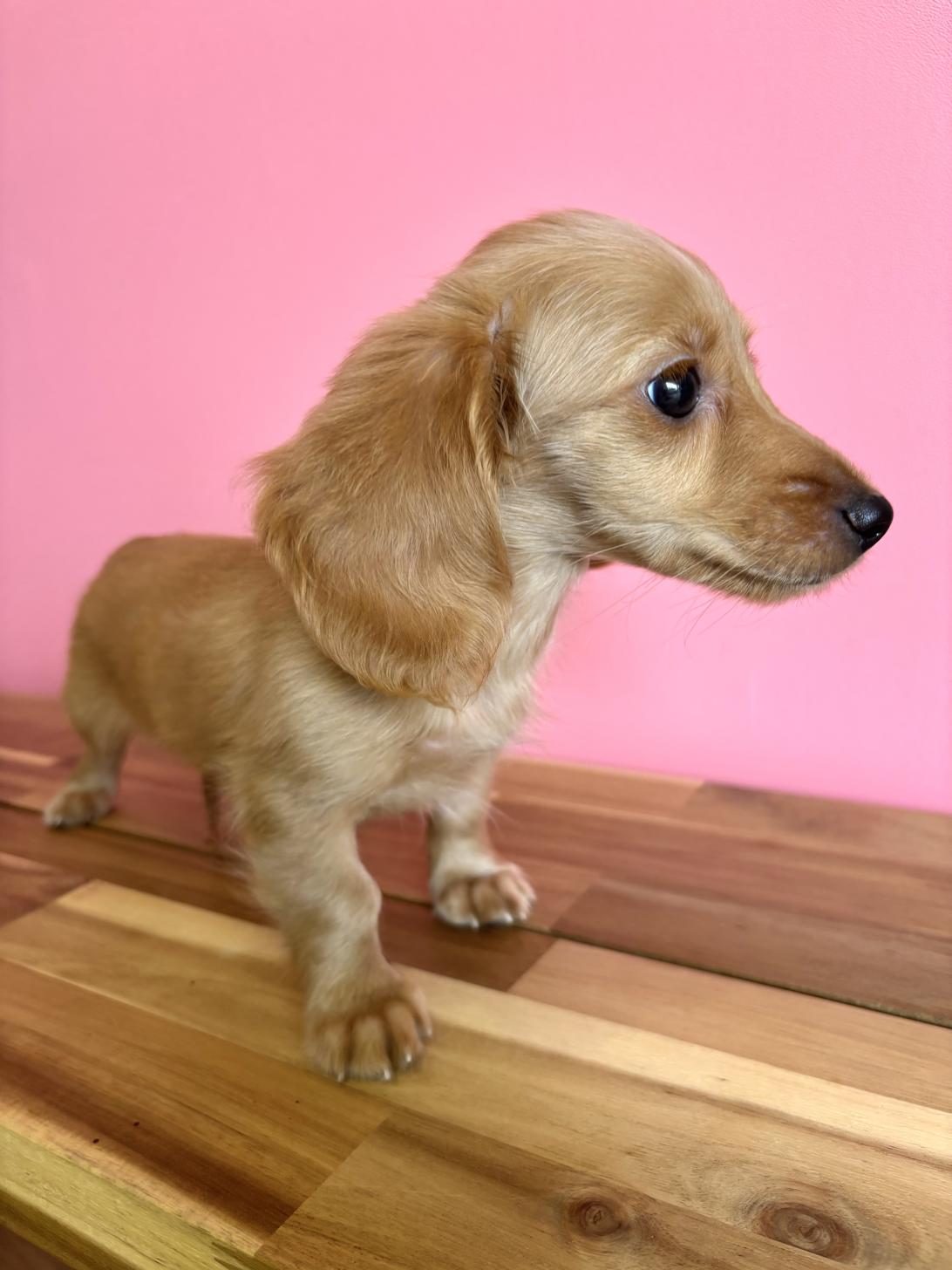 埼玉県のミニチュアダックスフンド(ロング) (ペッツスマイル南中野店/2026年4月27日生まれ/男の子/ゴールド)の子犬の3枚目の画像