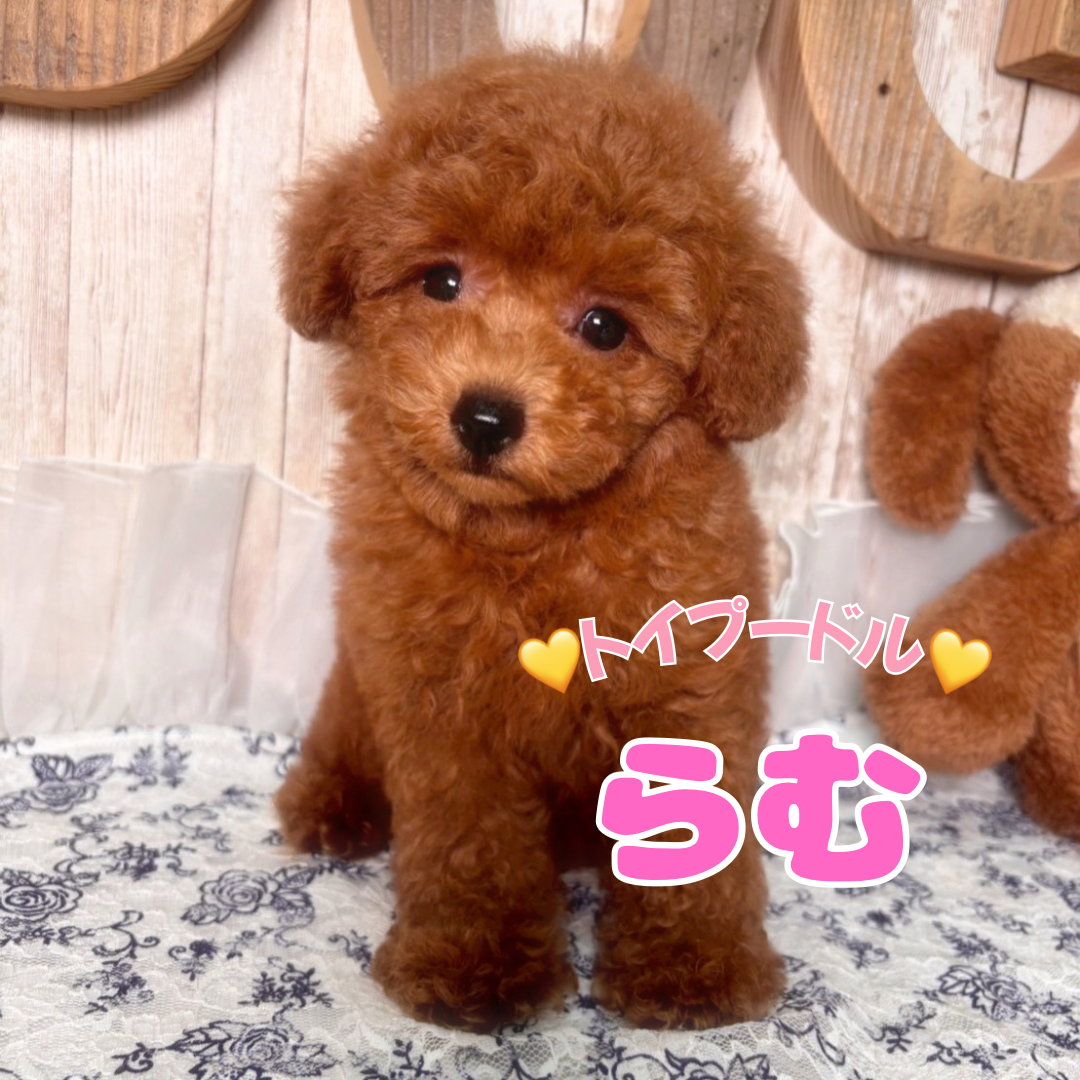 埼玉県のトイプードル(トイ) (ADELE PETS/2025年6月15日生まれ/女の子/レッド)の子犬の1枚目の画像