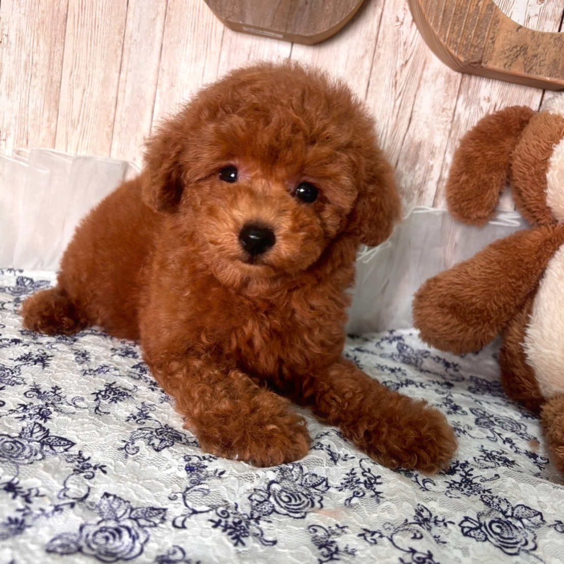 埼玉県のトイプードル(トイ) (ADELE PETS/2025年6月15日生まれ/女の子/レッド)の子犬の2枚目の画像