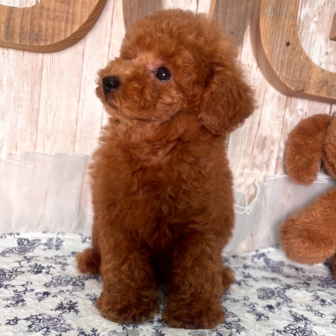 埼玉県のトイプードル(トイ) (ADELE PETS/2025年6月15日生まれ/女の子/レッド)の子犬の3枚目の画像