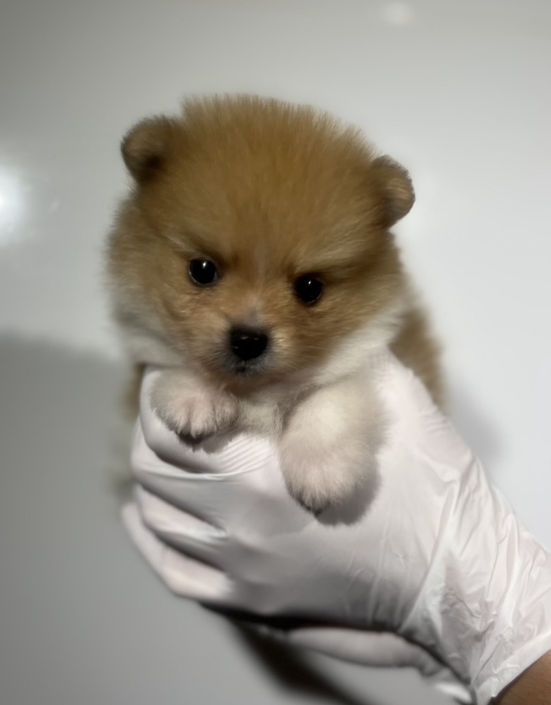 埼玉県のポメラニアン (ペッツスマイル南中野店/2024年9月1日生まれ/男の子/オレンジホワイト)の子犬の1枚目の画像