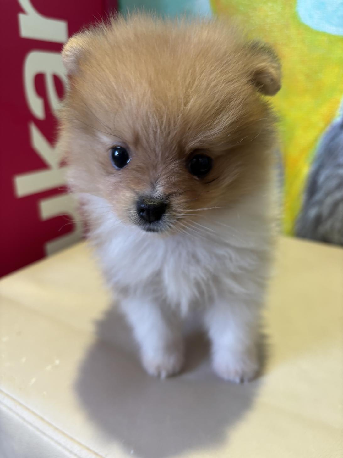 埼玉県のポメラニアン (ペッツスマイル南中野店/2024年9月1日生まれ/男の子/オレンジホワイト)の子犬の1枚目の画像