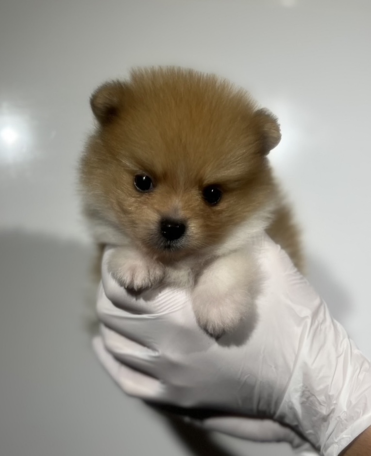 埼玉県のポメラニアン (ペッツスマイル南中野店/2024年9月1日生まれ/男の子/オレンジホワイト)の子犬の2枚目の画像
