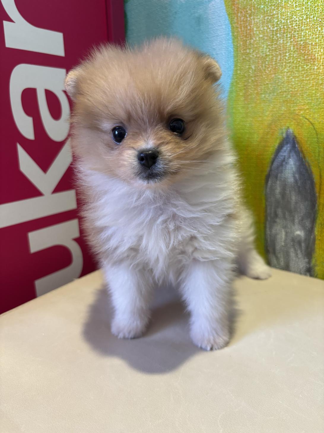 埼玉県のポメラニアン (ペッツスマイル南中野店/2024年9月1日生まれ/男の子/オレンジホワイト)の子犬の2枚目の画像