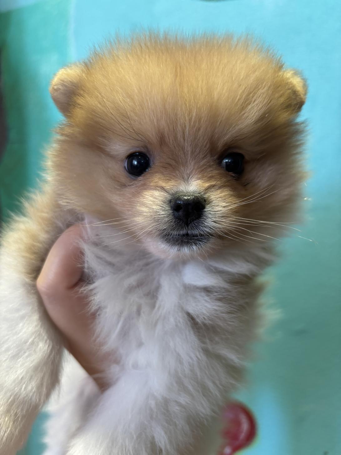 埼玉県のポメラニアン (ペッツスマイル南中野店/2024年9月1日生まれ/男の子/オレンジホワイト)の子犬の3枚目の画像