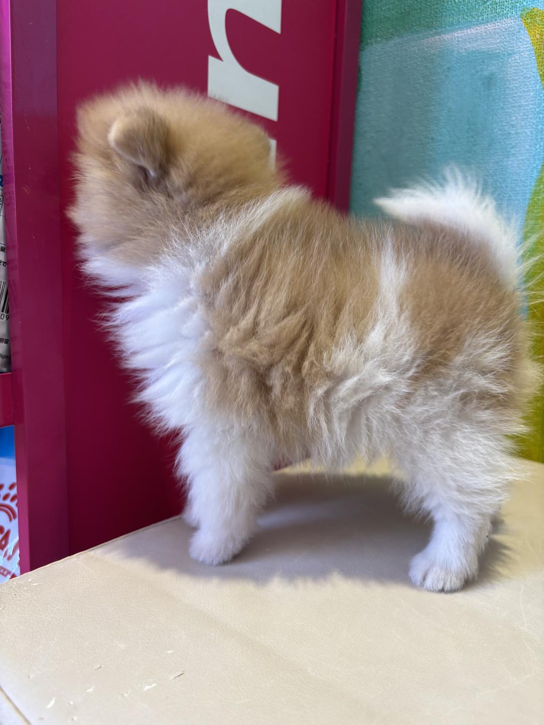 埼玉県のポメラニアン (ペッツスマイル南中野店/2024年9月1日生まれ/男の子/オレンジホワイト)の子犬の4枚目の画像