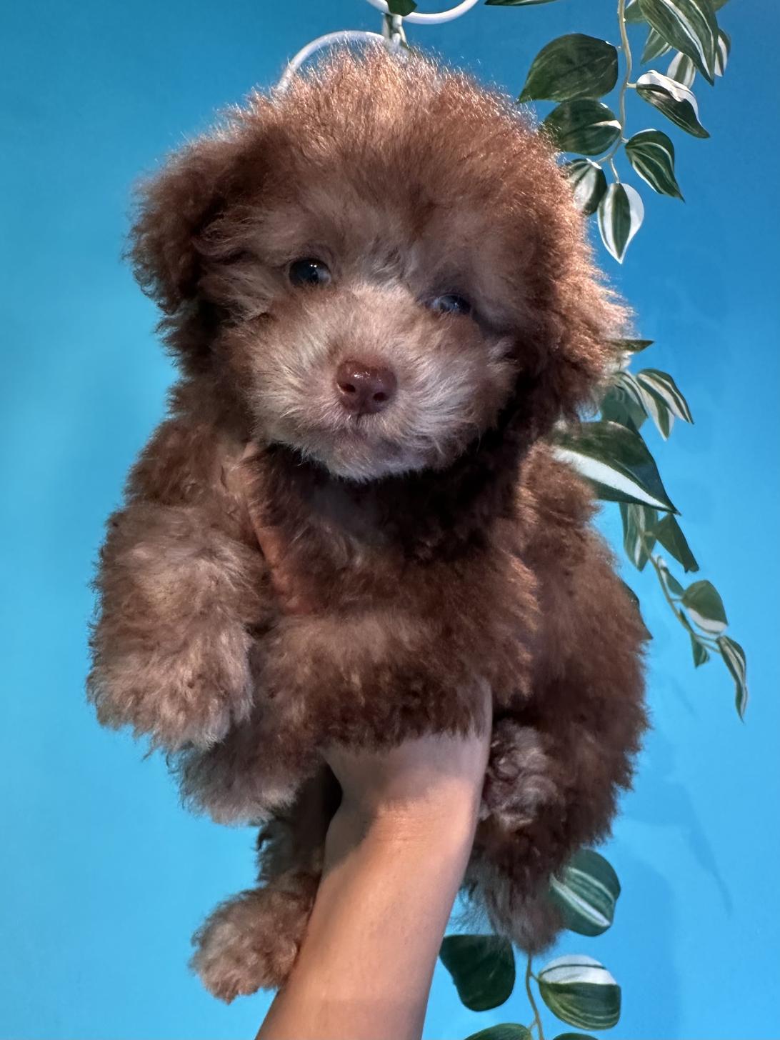埼玉県のトイプードル(トイ) (PET SHOP Tiny tales/2025年7月6日生まれ/女の子/シルバーベージュ)の子犬の1枚目の画像