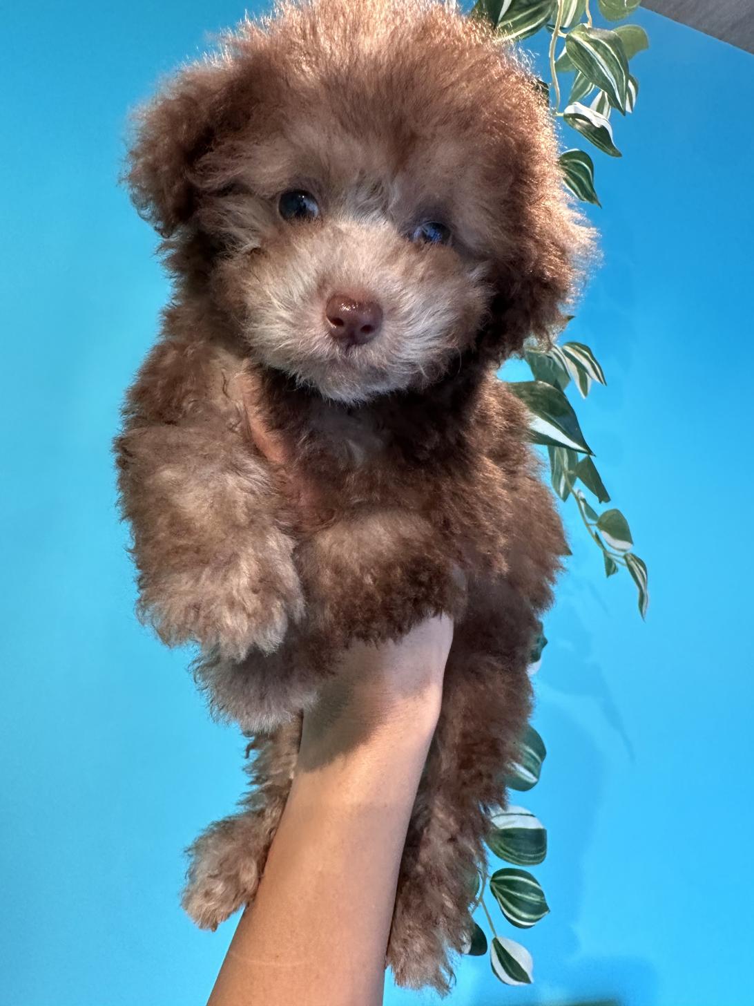 埼玉県のトイプードル(トイ) (PET SHOP Tiny tales/2025年7月6日生まれ/女の子/シルバーベージュ)の子犬の2枚目の画像