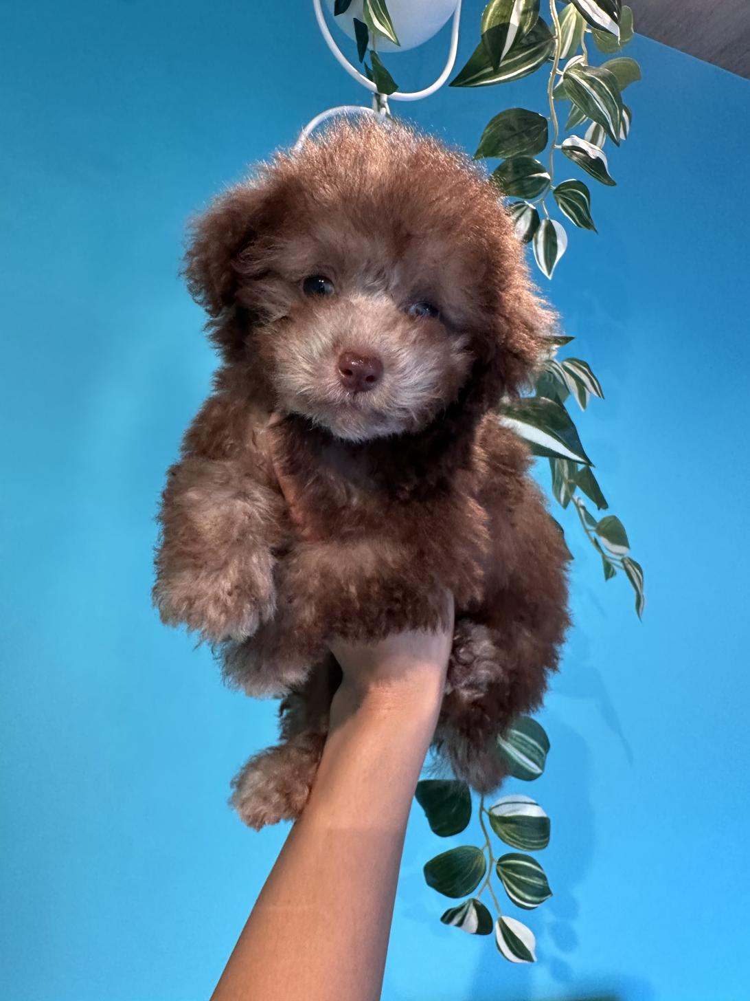 埼玉県のトイプードル(トイ) (PET SHOP Tiny tales/2025年7月6日生まれ/女の子/シルバーベージュ)の子犬の3枚目の画像