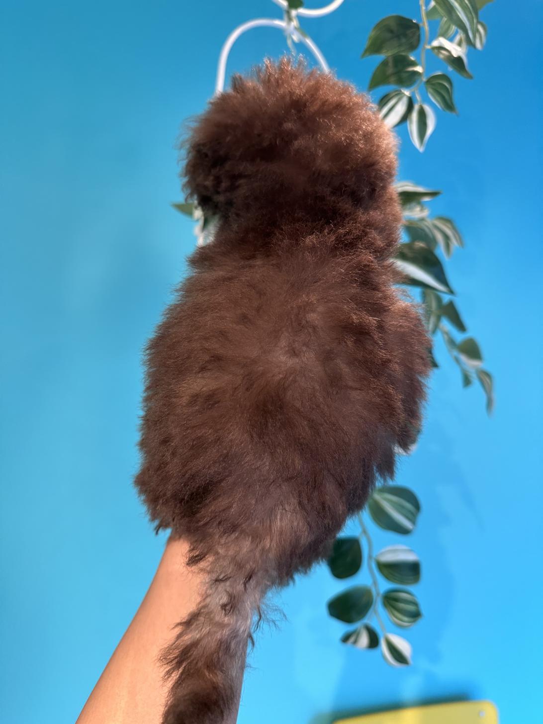 埼玉県のトイプードル(トイ) (PET SHOP Tiny tales/2025年7月6日生まれ/女の子/シルバーベージュ)の子犬の4枚目の画像