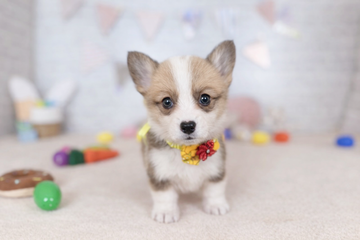 北海道のウェルシュコーギーペンブローク (ペットショップだんぼ/2026年2月6日生まれ/女の子/レッドホワイト)の子犬の1枚目の画像