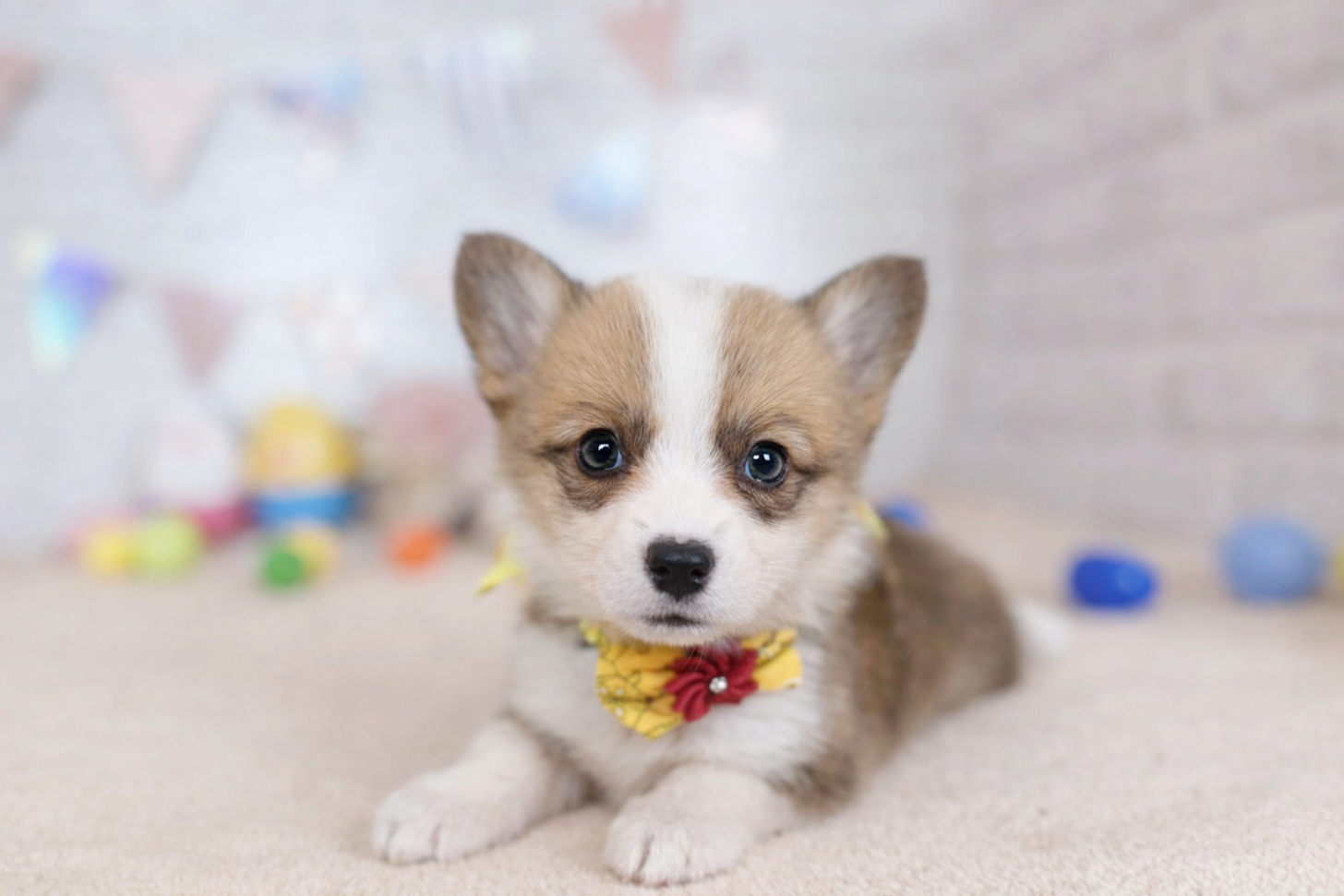 北海道のウェルシュコーギーペンブローク (ペットショップだんぼ/2026年2月6日生まれ/女の子/レッドホワイト)の子犬の2枚目の画像