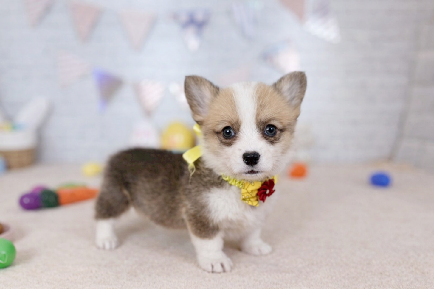 北海道のウェルシュコーギーペンブローク (ペットショップだんぼ/2026年2月6日生まれ/女の子/レッドホワイト)の子犬の4枚目の画像