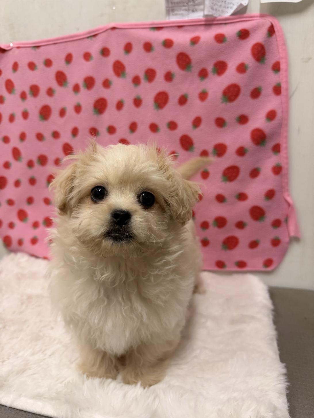 福岡県のペキプー(ペキニーズ×プードル) (スタードッグス大牟田店/2025年10月1日生まれ/男の子/ホワイト)の子犬の1枚目の画像