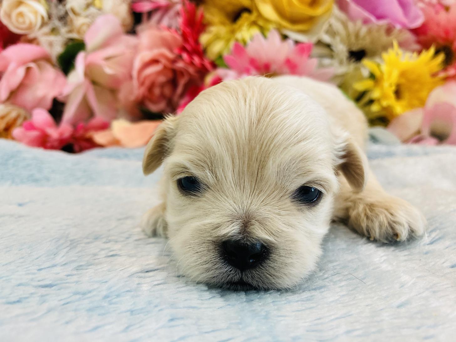 福岡県のペキプー(ペキニーズ×プードル) (スタードッグス大牟田店/2025年10月3日生まれ/男の子/ホワイト)の子犬の1枚目の画像