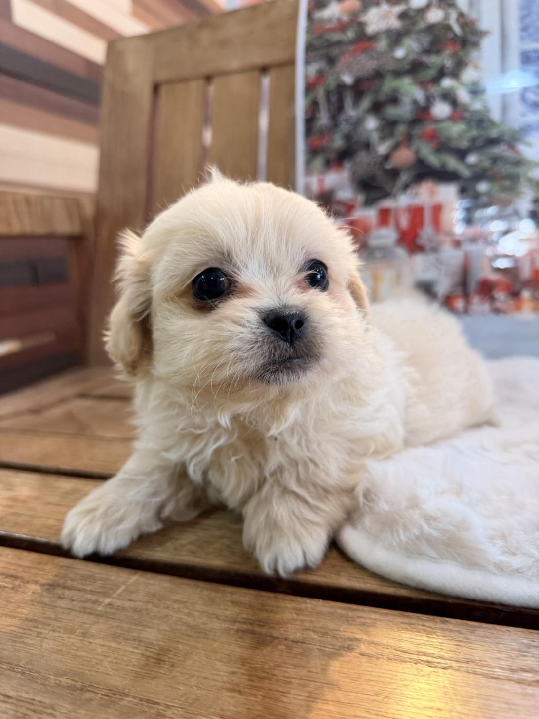 福岡県のペキプー(ペキニーズ×プードル) (スタードッグス大牟田店/2025年10月1日生まれ/男の子/ホワイト)の子犬の3枚目の画像