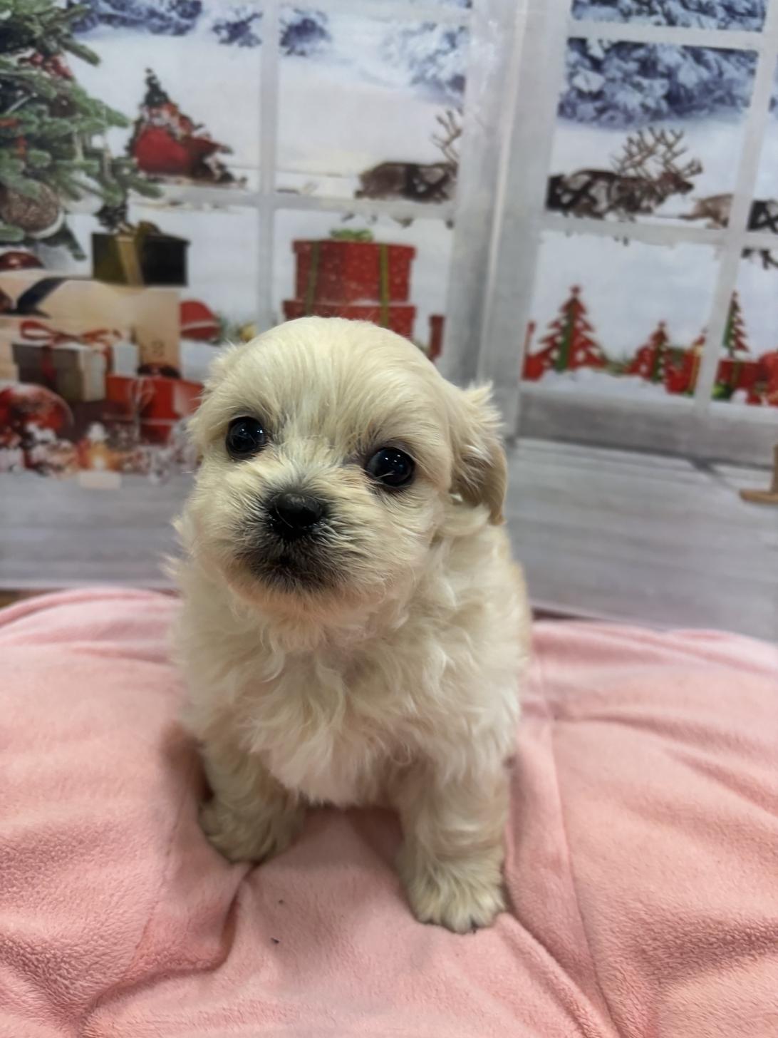 福岡県のペキプー(ペキニーズ×プードル) (スタードッグス大牟田店/2025年10月1日生まれ/男の子/ホワイト)の子犬の4枚目の画像