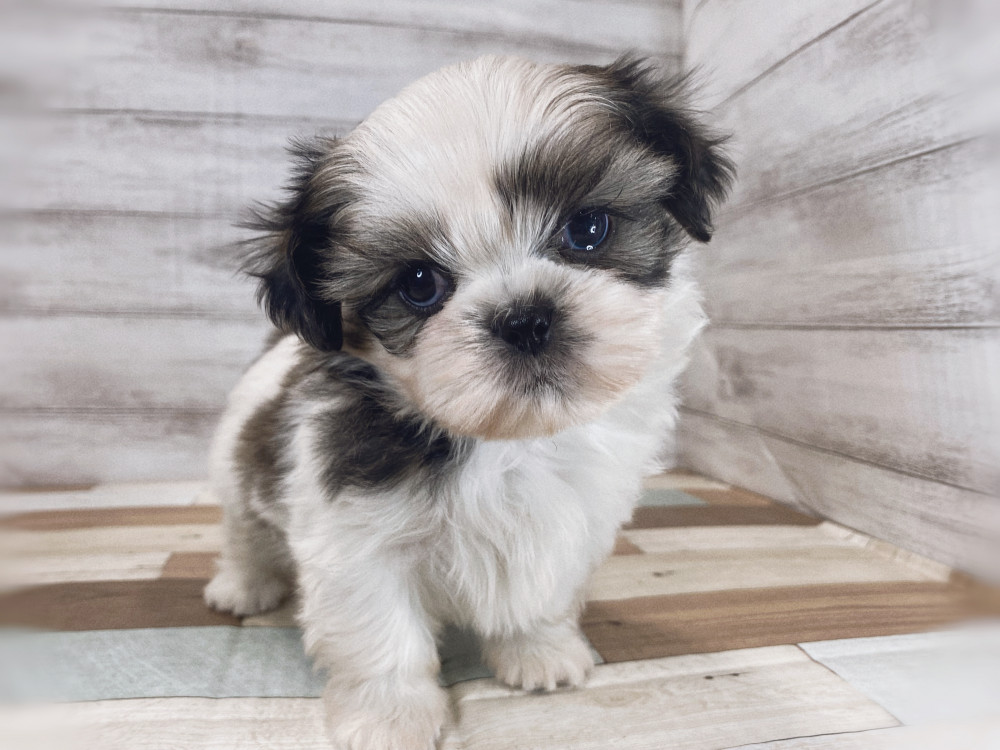 新潟県のシーズー (竹内ペット 新津本店/2026年2月28日生まれ/女の子/ホワイトゴールド)の子犬の2枚目の画像