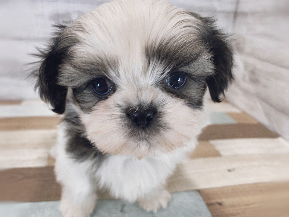 新潟県のシーズー (竹内ペット 新津本店/2026年2月28日生まれ/女の子/ホワイトゴールド)の子犬の3枚目の画像