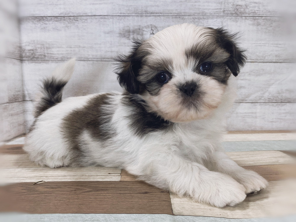 新潟県のシーズー (竹内ペット 新津本店/2026年2月28日生まれ/女の子/ホワイトゴールド)の子犬の4枚目の画像